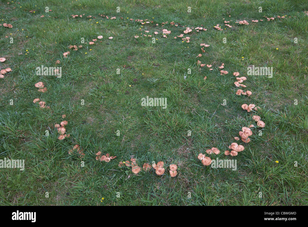 Fairy Ring von Pilzen auf einer Wiese, UK, wächst in einem Kreis Stockfoto