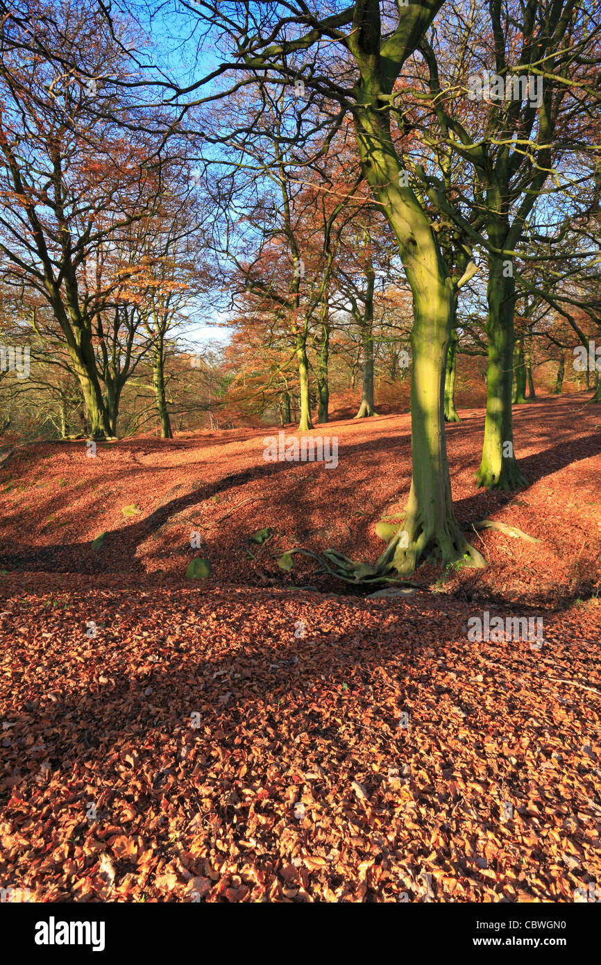 Buche in Judy Woods im Herbst, Wyke, Bradford, West Yorkshire, England, UK. Stockfoto