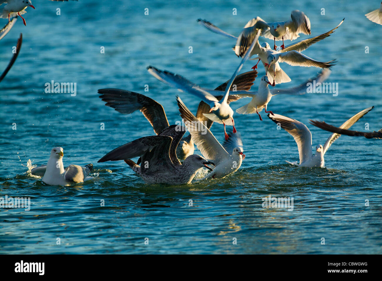 Gelbe Legged Möve, Larus Michaellis und mediterranen Gull, Ichthyaetus Melanocephalus, Frankreich Stockfoto