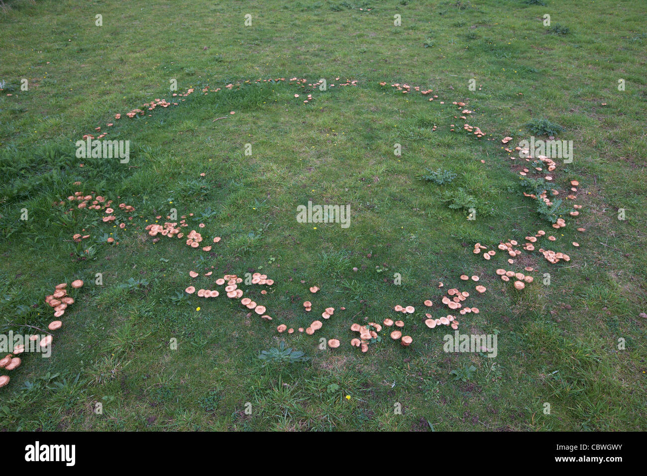 Fairy Ring von Pilzen auf einer Wiese, UK, wächst in einem Kreis Stockfoto