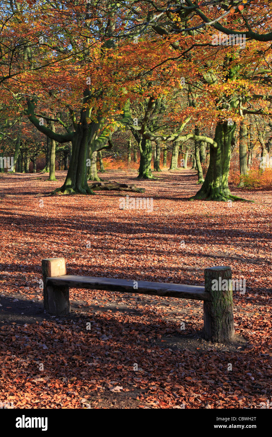 Bank und Buche Bäume Judy Woods im Herbst, Wyke, Bradford, West Yorkshire, England, UK. Stockfoto