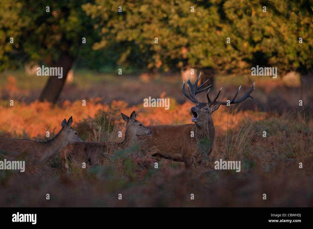 Rothirsch (Cervus Elaphus) Hirsch mit Hinds während der Brunft im Morgengrauen in Richmond park Stockfoto