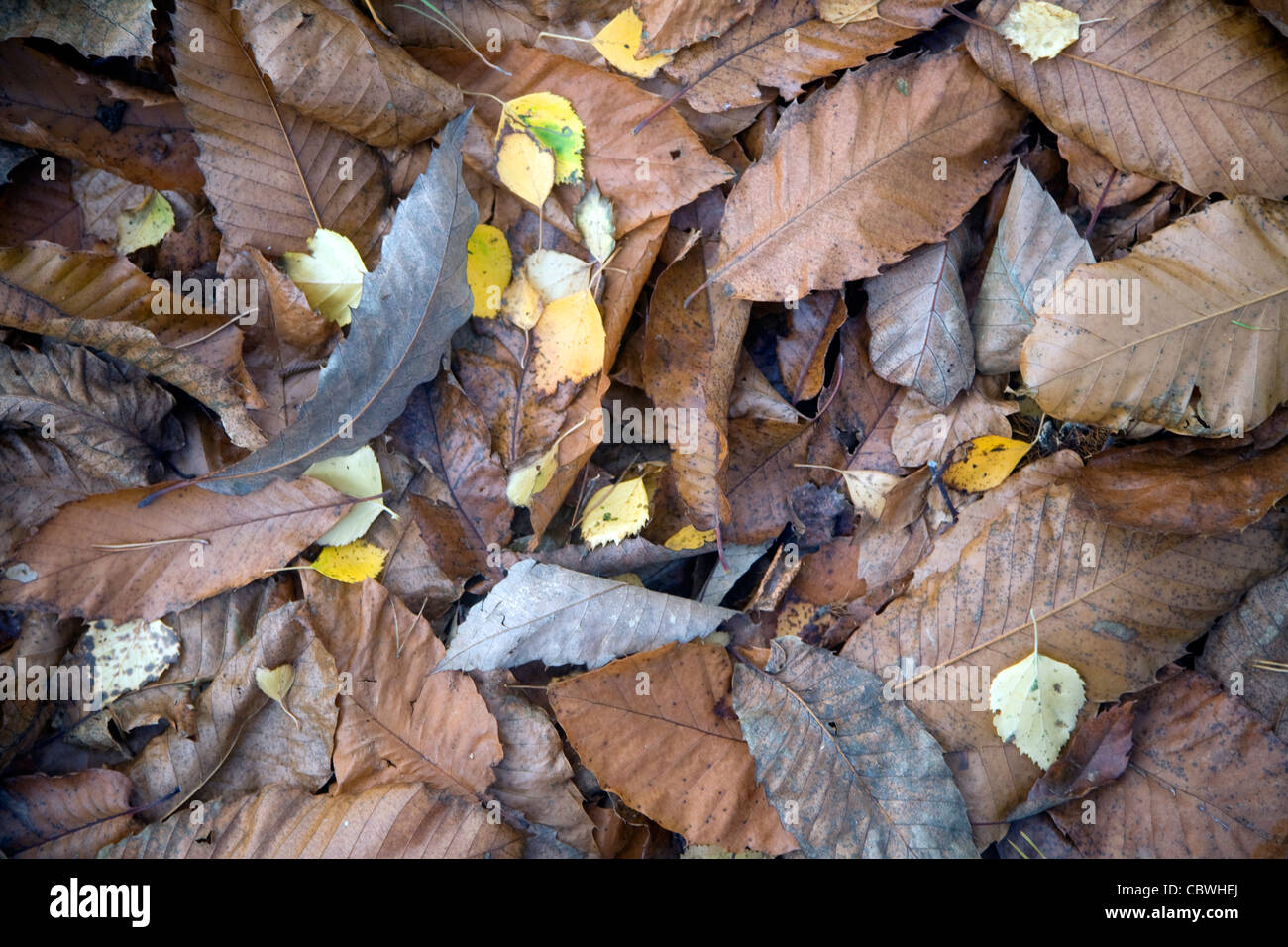 Angehobenen Ausblick gefallen Herbst Blätter Laubbäume Stockfoto