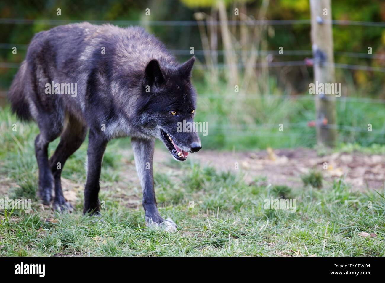 Schwarze und graue Wolf schlich mit Weichzeichner Zaun im Hintergrund Stockfoto