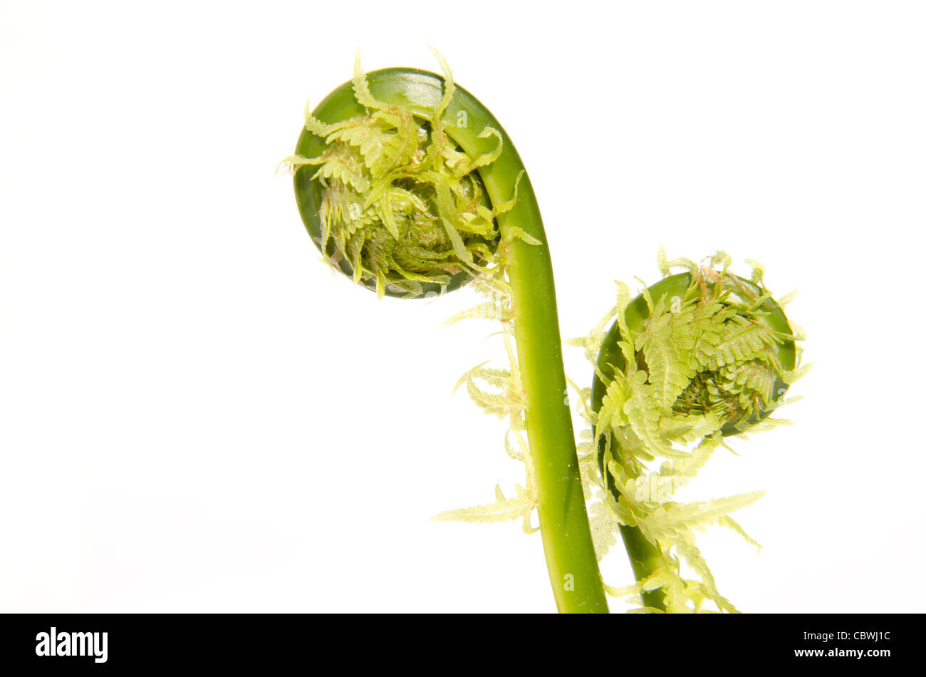 Farn Makro Nahaufnahme isoliert auf weißem Hintergrund. Natürliche Anlagendetails. Stockfoto