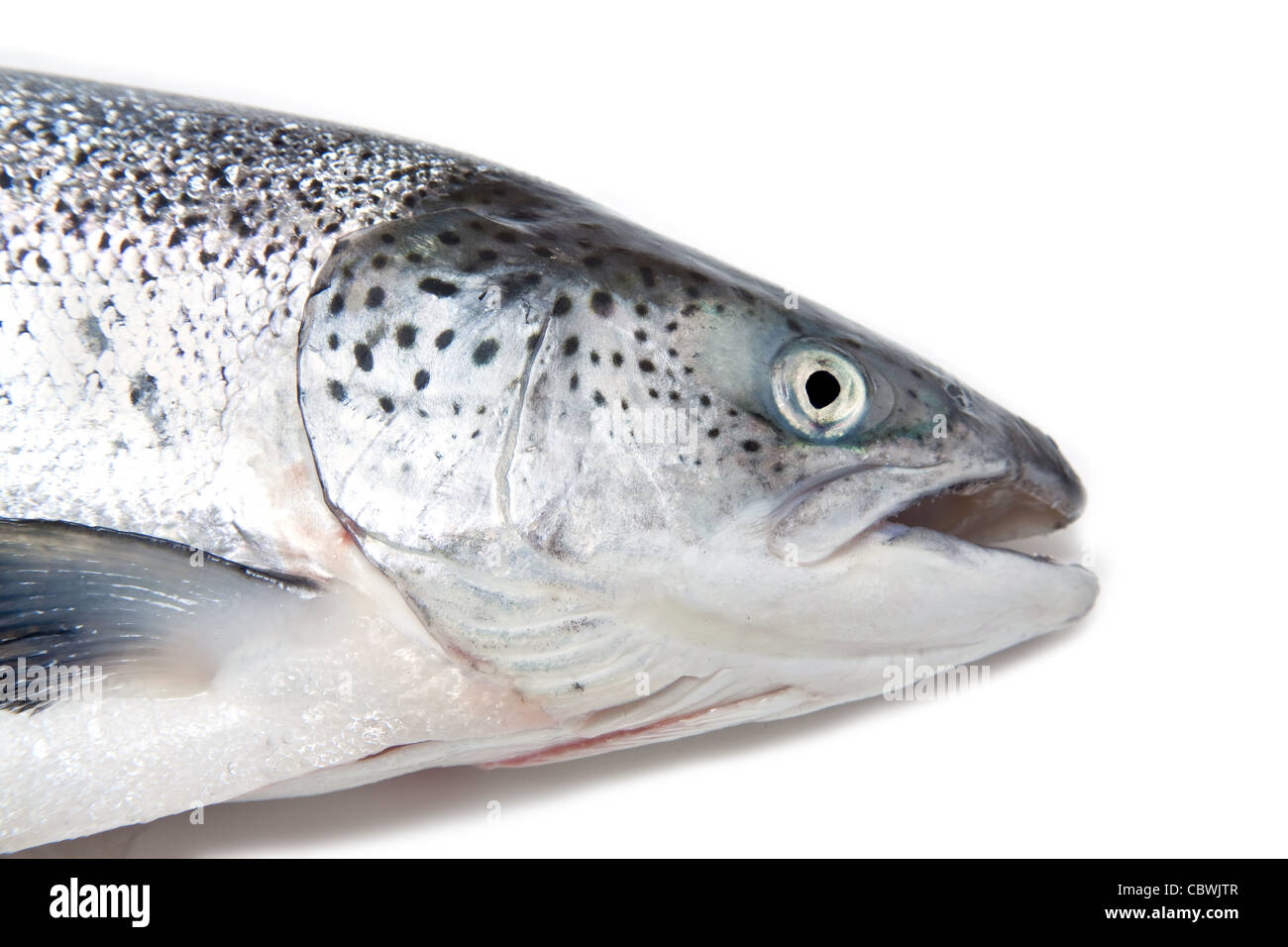 Atlantischer Lachs Salmo solar ganz isoliert auf einem weißen Studio-Hintergrund. Stockfoto