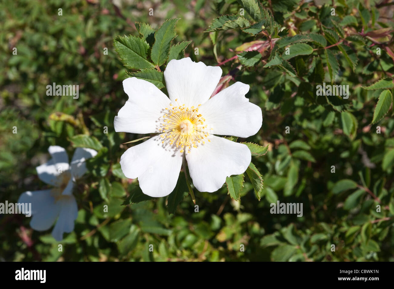 Sweet Briar oder Eglantine Rose (Rosa Rubiginosa) eingeführten Arten Nahaufnahme der Blüte Straße 60 Santa Cruz Provinz Patagonien Stockfoto