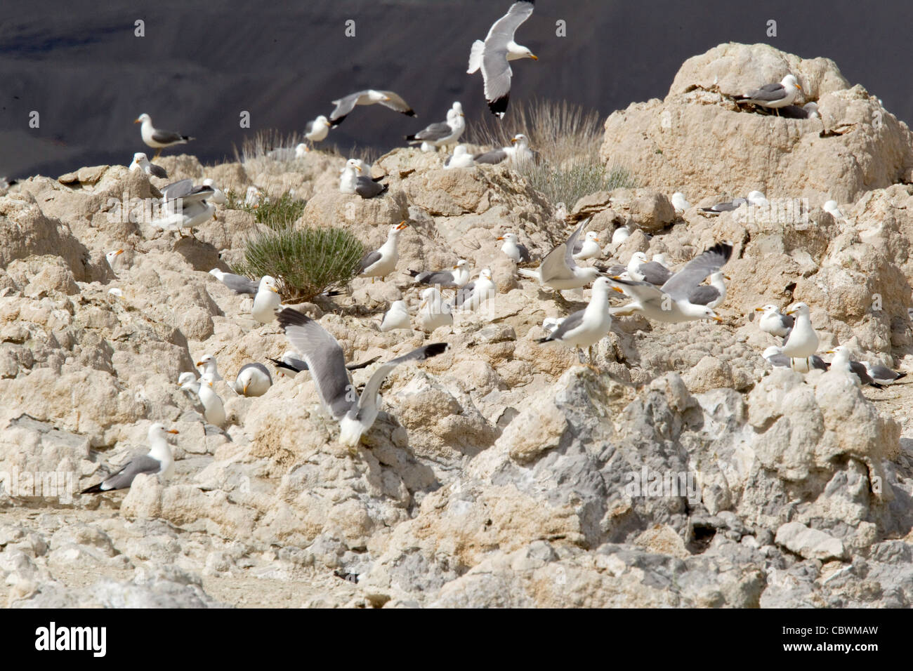 Kalifornien Möwe Zucht Kolonie Larus Californicus Mono Lake, Kalifornien, Vereinigte Staaten 13 können Erwachsene in der Zucht Kolonie. Stockfoto