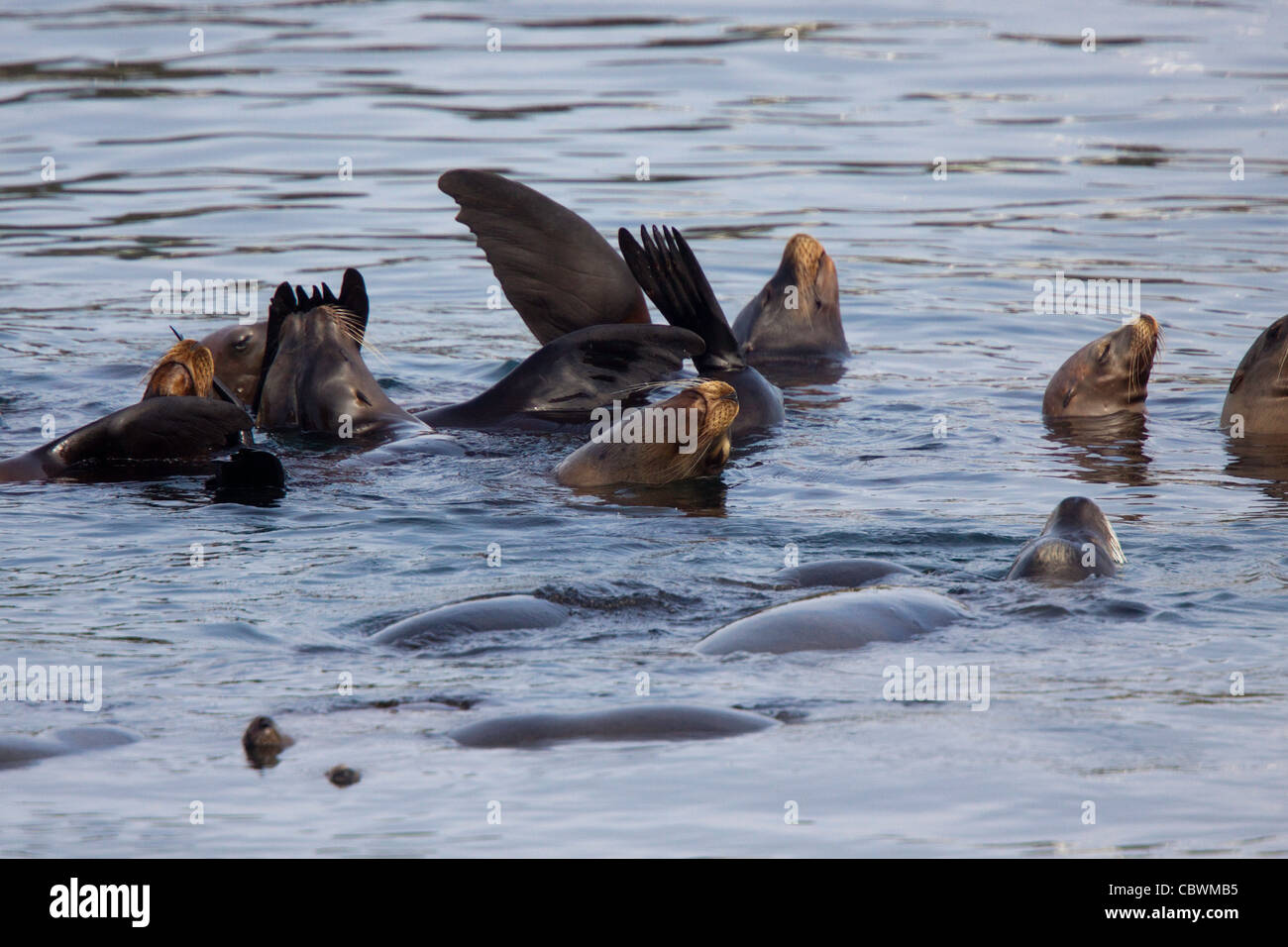 Kalifornien Seelöwen Zalophus Californianus Monterey, Kalifornien, USA März Erwachsene männliche Otariidae Stockfoto