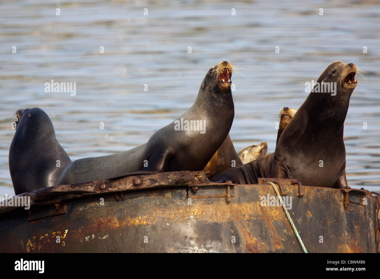 Kalifornien Seelöwen Zalophus Californianus Monterey, Kalifornien, USA März Männchen vocalizing. Otariidae Stockfoto
