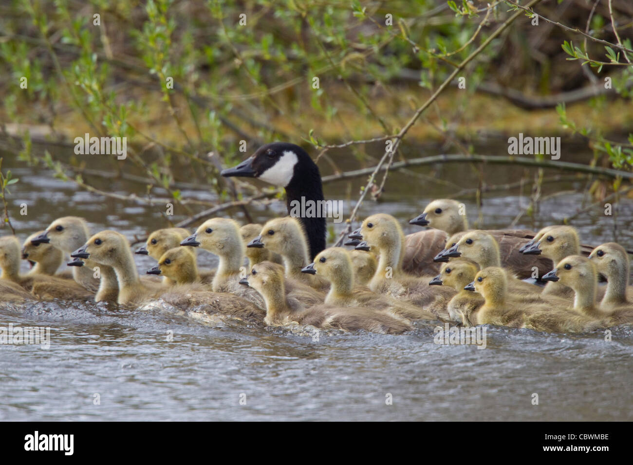 Kanadagans Branta Canadensis Dorris, California, Vereinigte Staaten von Amerika 8 Jun. Erwachsenen und jungen Anatidae Stockfoto