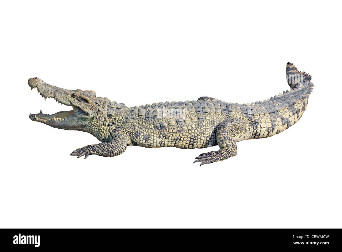 Krokodil auf weißem Hintergrund Stockfoto