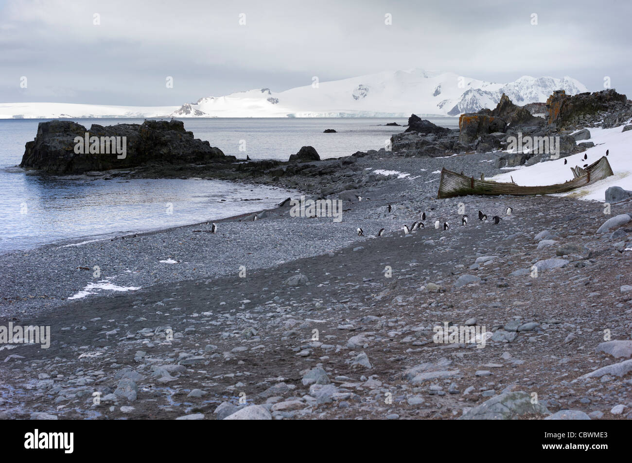 KINNRIEMEN PINGUINE HALB MOND INSEL SÜD-SHETLAND-INSELN DER ANTARKTIS Stockfoto
