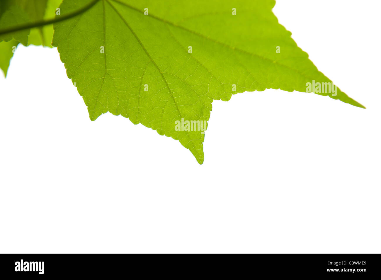 Ahornblatt auf weißen Hintergrund isoliert Stockfoto