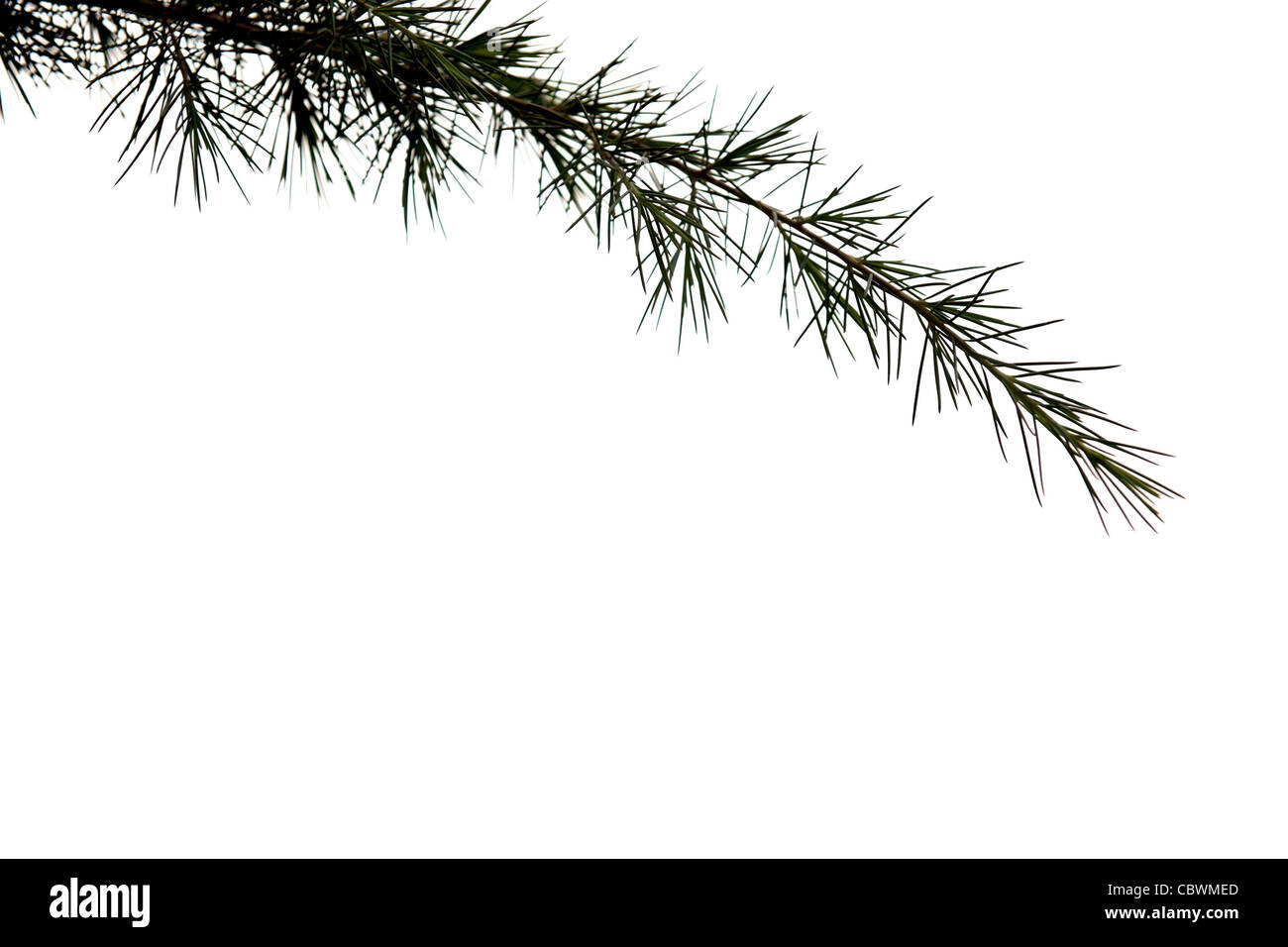 Tannenzweig auf weißen Hintergrund isoliert Stockfoto