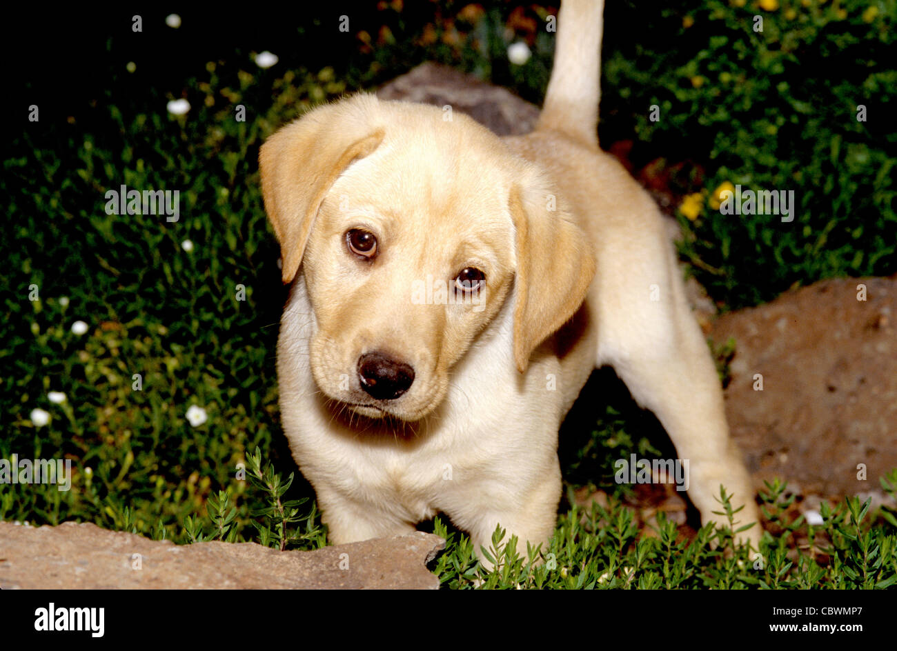 gelber Labrador Retriever Welpen ca. 8 Wochen alt Stockfoto