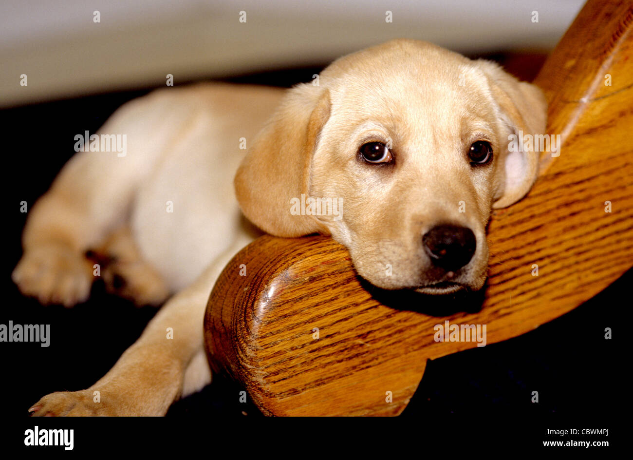 gelber Labrador Retriever Welpen ca. 8 Wochen alt Stockfoto