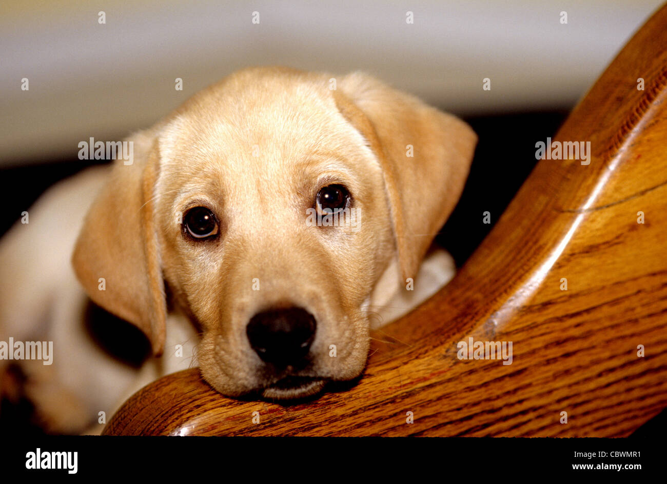 gelber Labrador Retriever Welpen ca. 8 Wochen alt Stockfoto