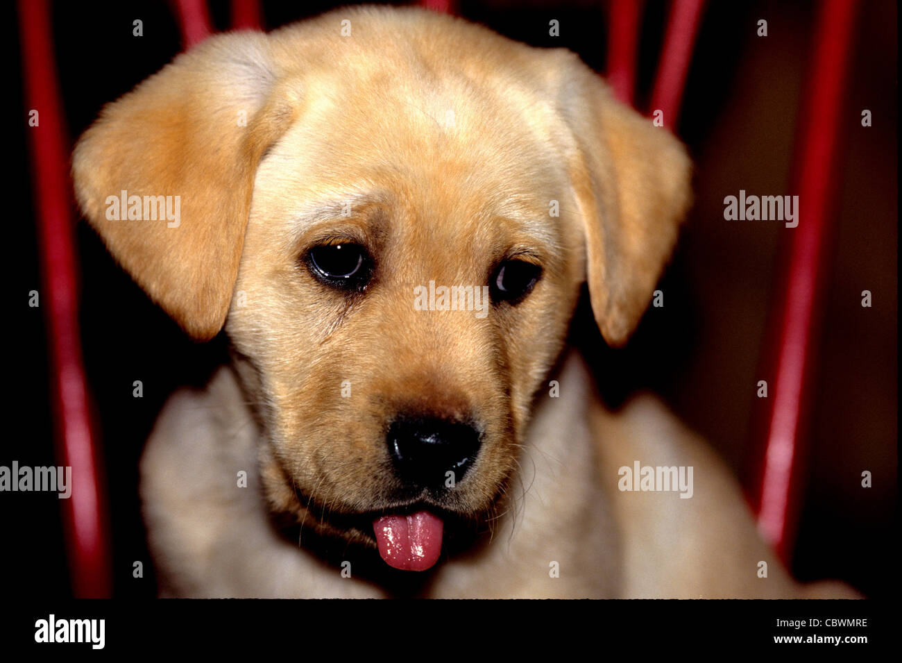 gelber Labrador Retriever Welpen ca. 8 Wochen alt Stockfoto