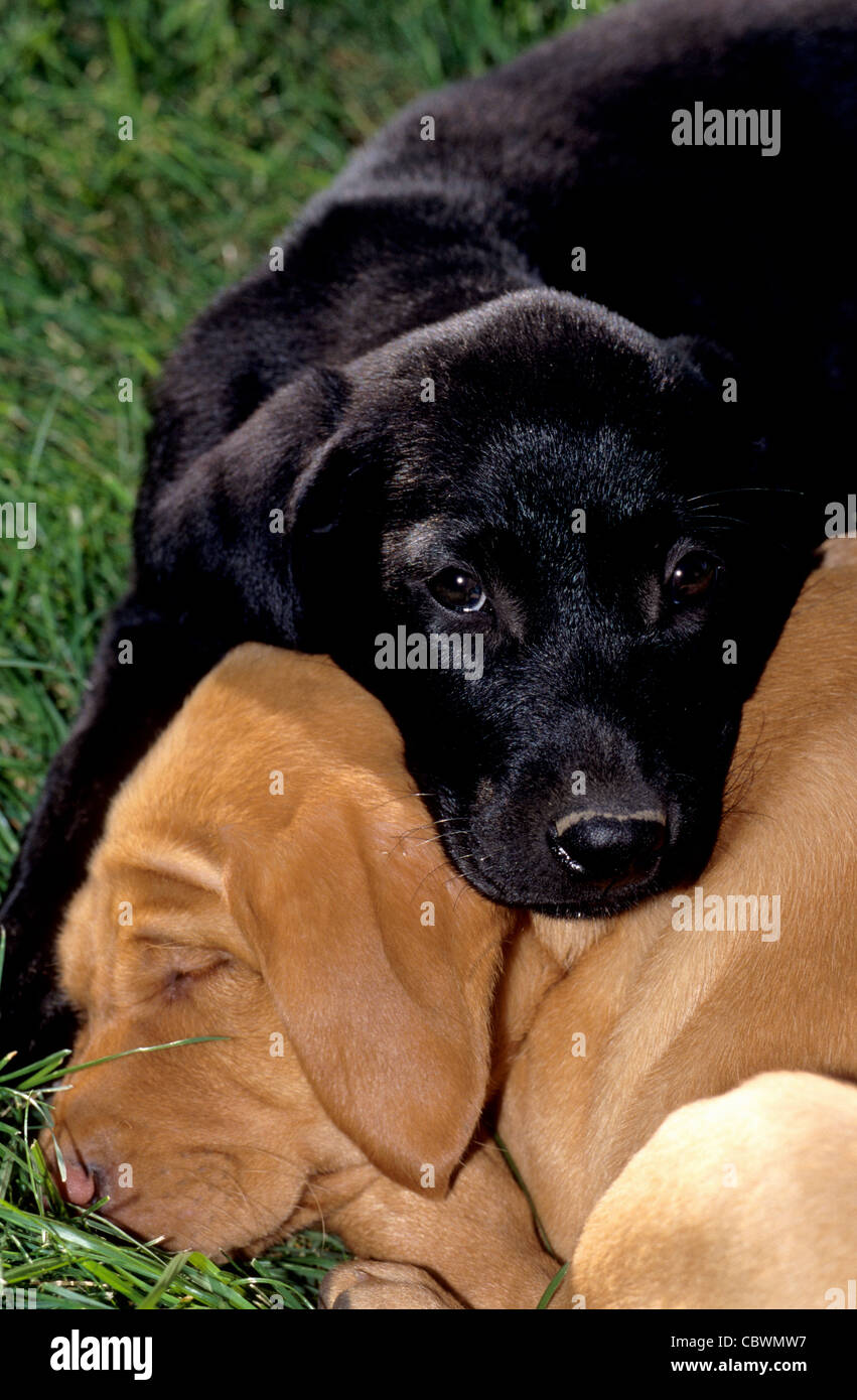 schwarze und gelbe Labrador Welpen (8 Wochen alt) schlafen Stockfoto