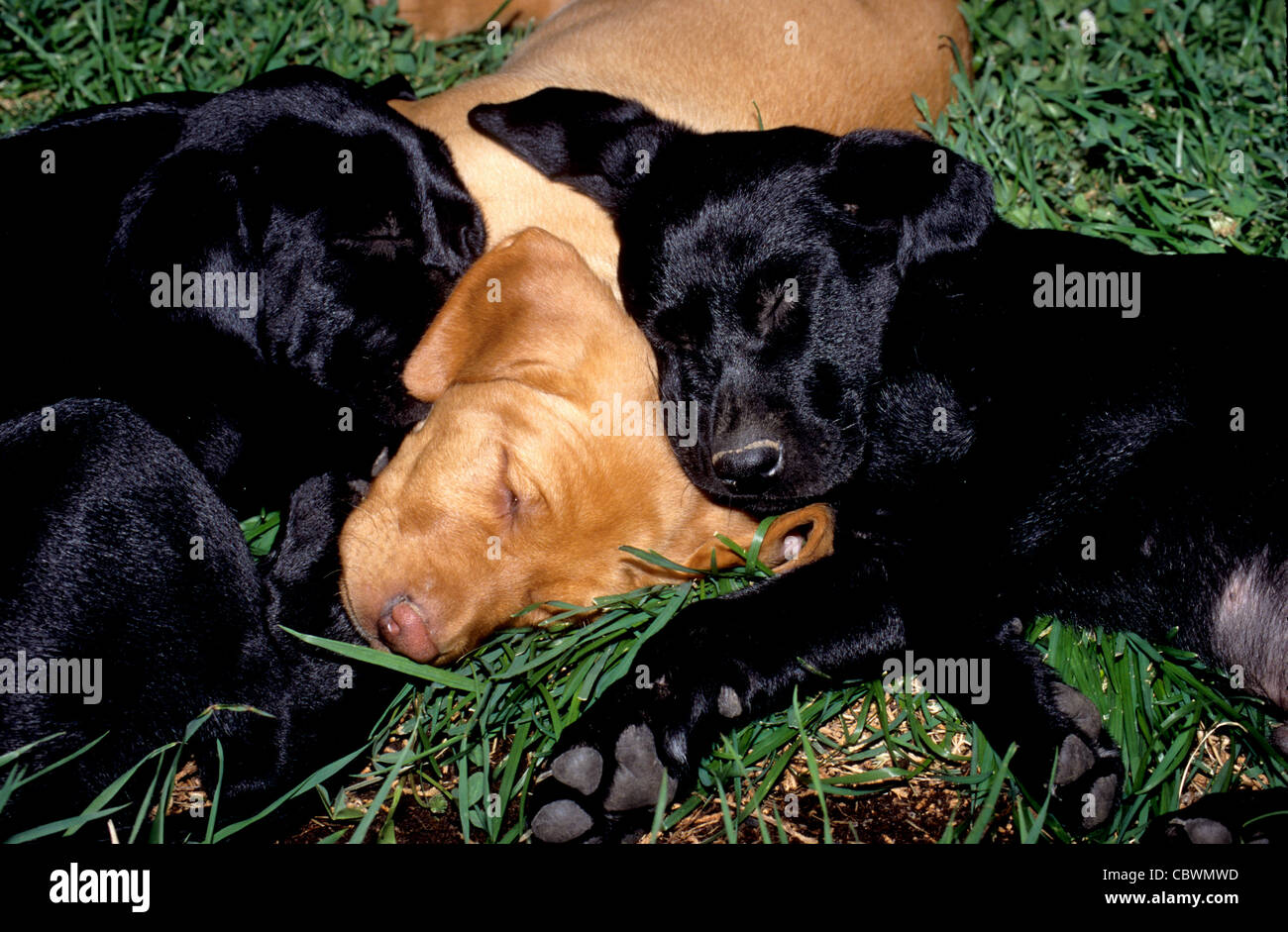 schwarze und gelbe Labrador Welpen (8 Wochen alt) schlafen Stockfoto