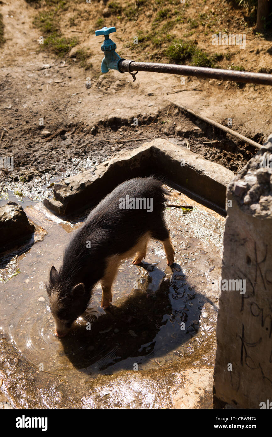 Indien, Arunachal Pradesh, Panging Dorf, Schwein aus Wasser verschüttet im Dorf Leitungswasser trinken Stockfoto