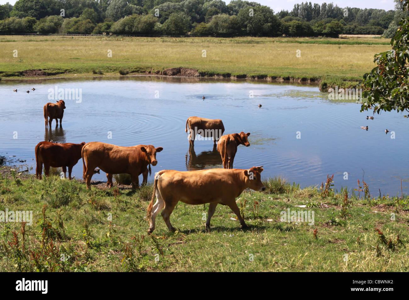 Rinder in einem kleinen Bereich von Schatten und Wasser in der Hitze des Sommers entspannen. Stockfoto