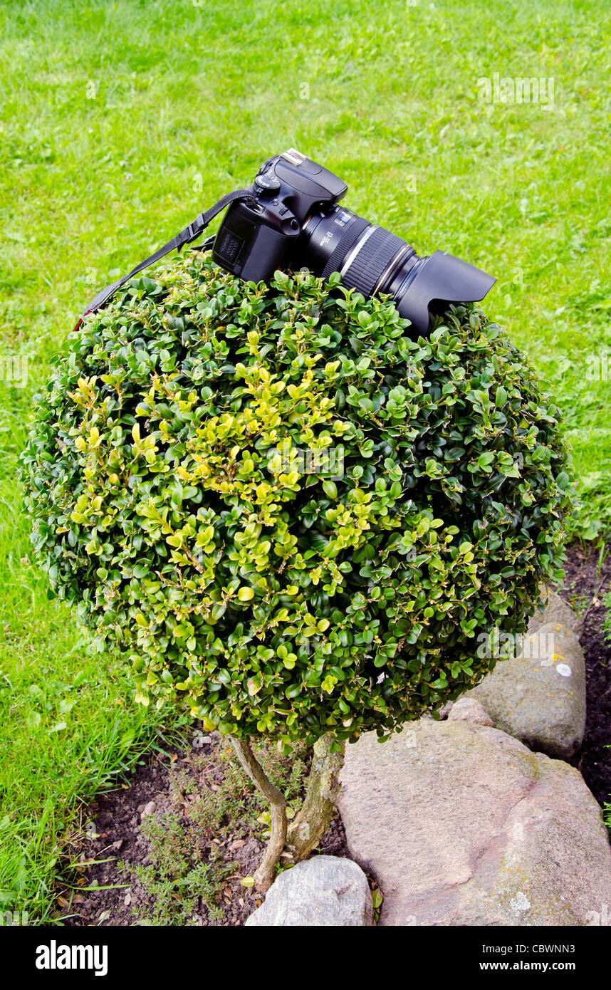 Fotografen-Kameras auf die dekorative Pflanze Stockfoto