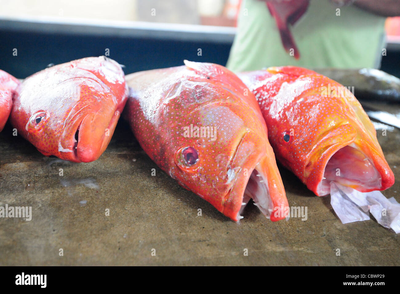 Fischmarkt, Männlich, Seychellen Stockfoto