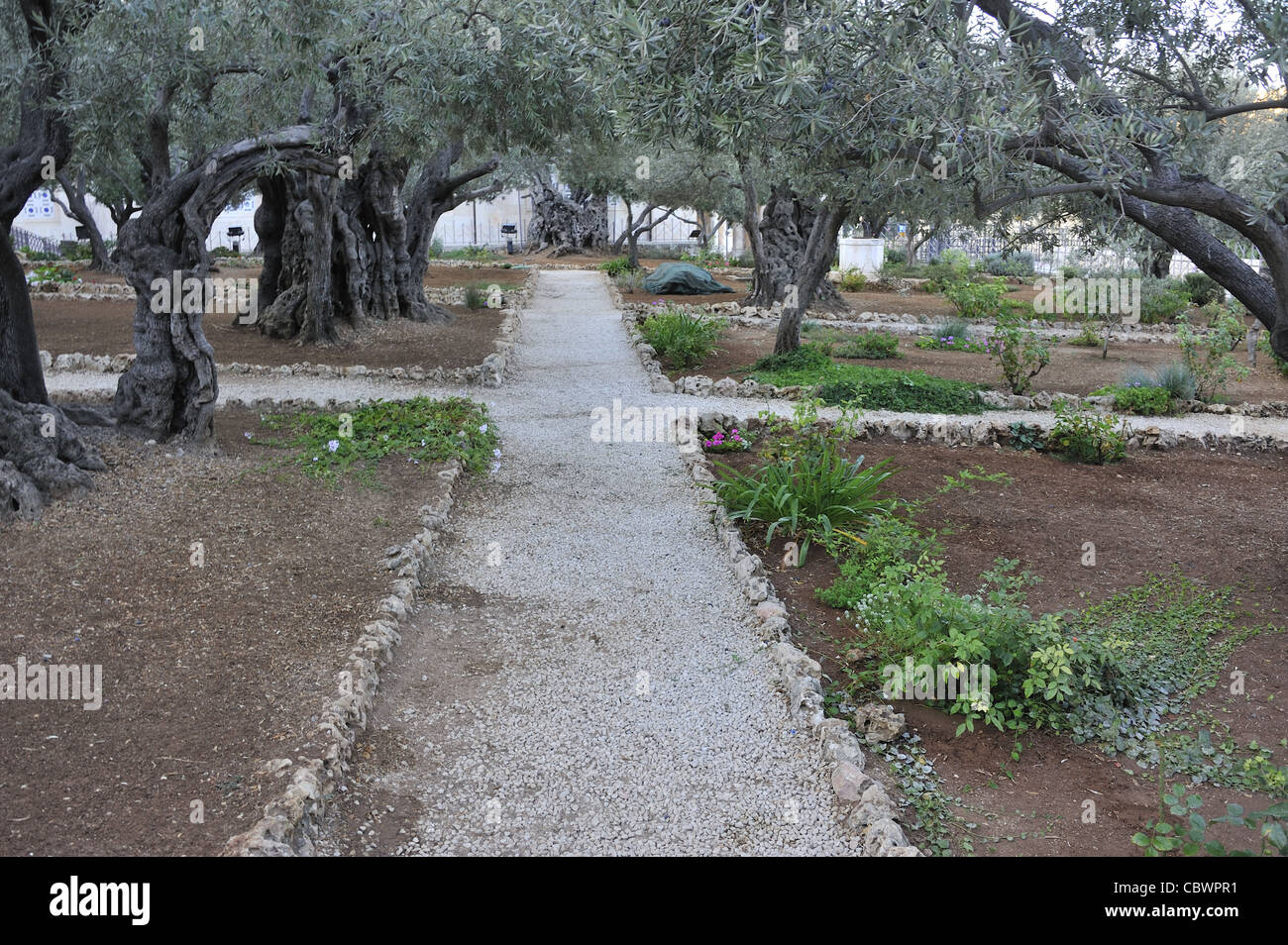 Garden of gethsemane jerusalem Fotos und Bildmaterial in hoher