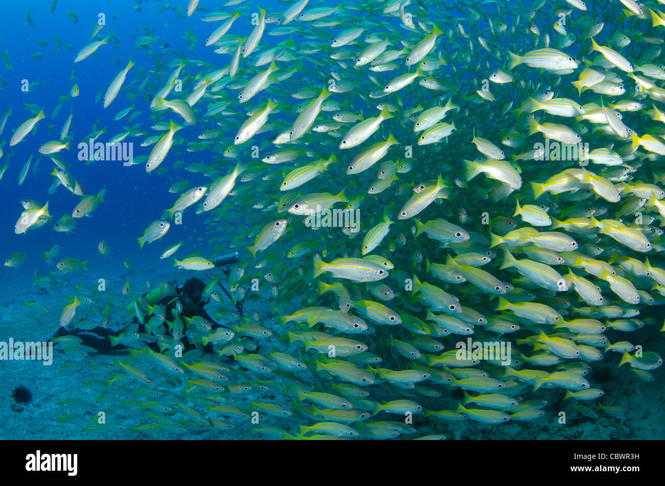 Schule der blau gestreifte Schnapper, Seychellen, Indischer Ozean Stockfoto