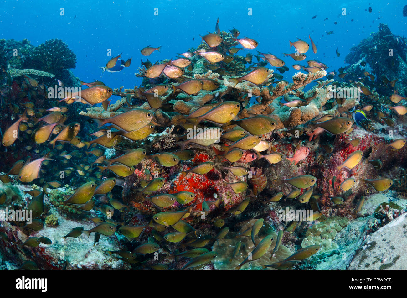 Korallenriff, Seychellen, Indischer Ozean Stockfoto