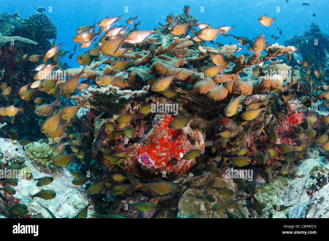 Korallenriff, Seychellen, Indischer Ozean Stockfoto