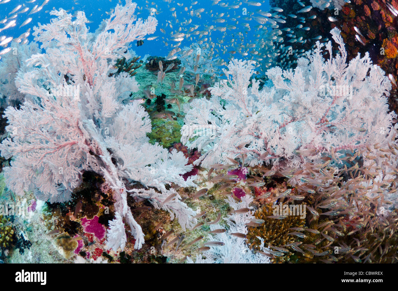 Gorgonien, Seychellen, Indischer Ozean Stockfoto