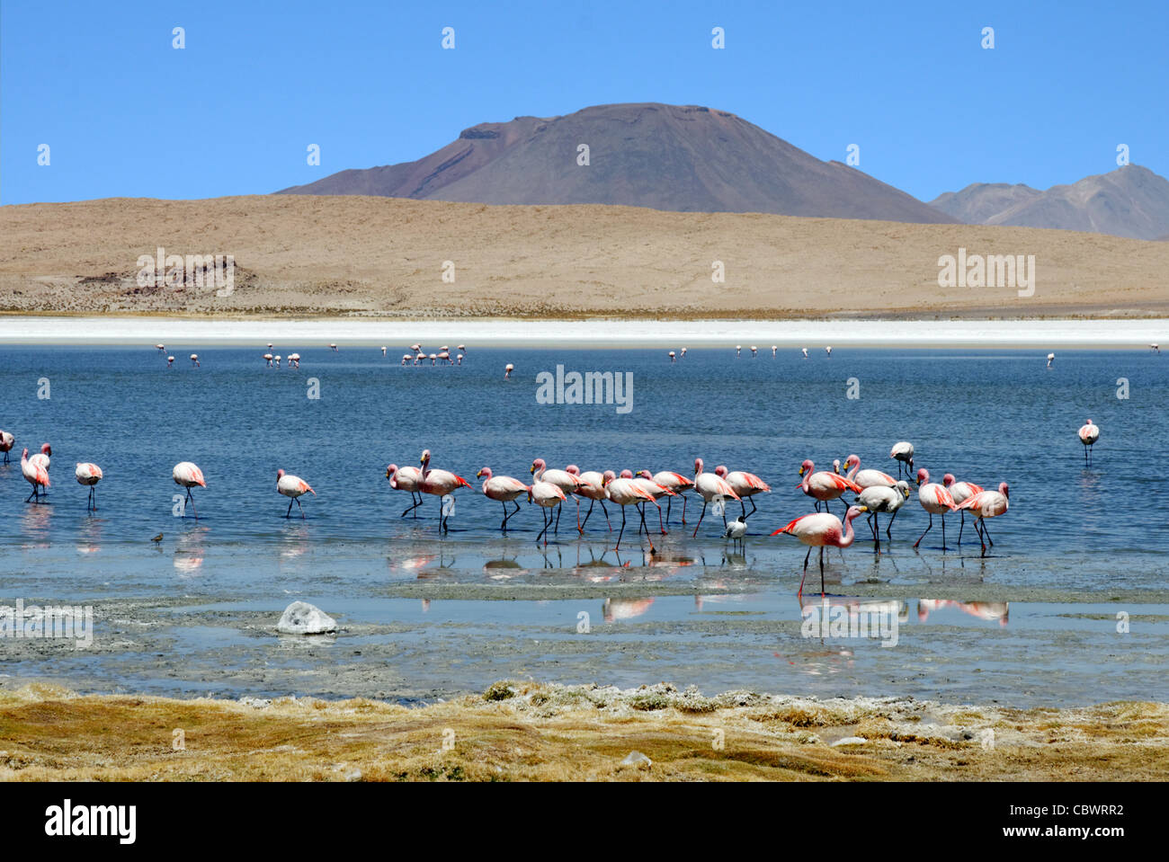 Flamingos in Laguna Hedionda in Boliviens Eduardo Avaroa Anden Fauna reservieren Stockfoto