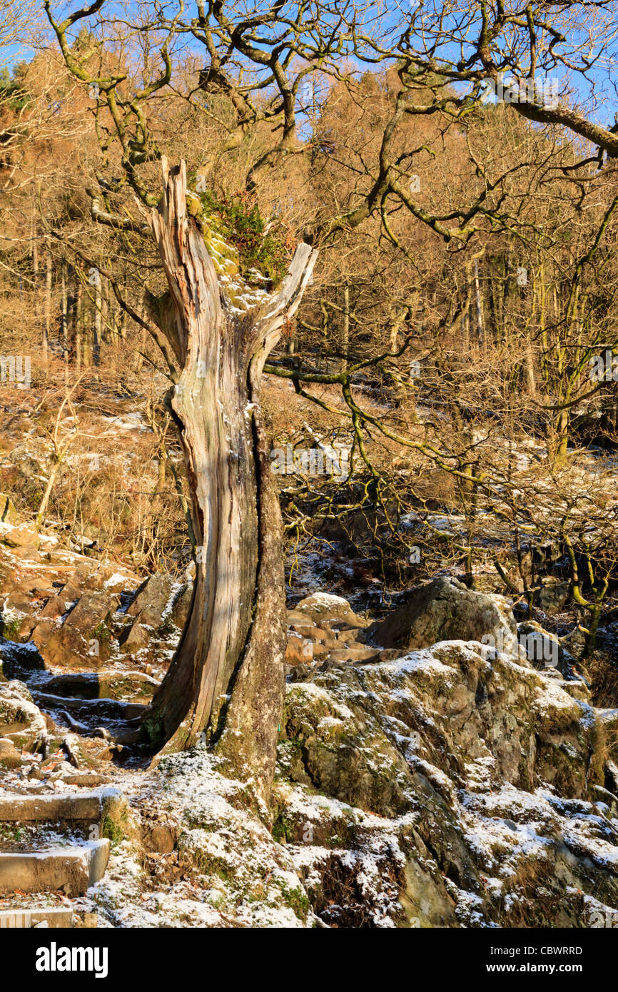 Ein Baumstumpf an den Flanken des Cadair Idris Stockfoto