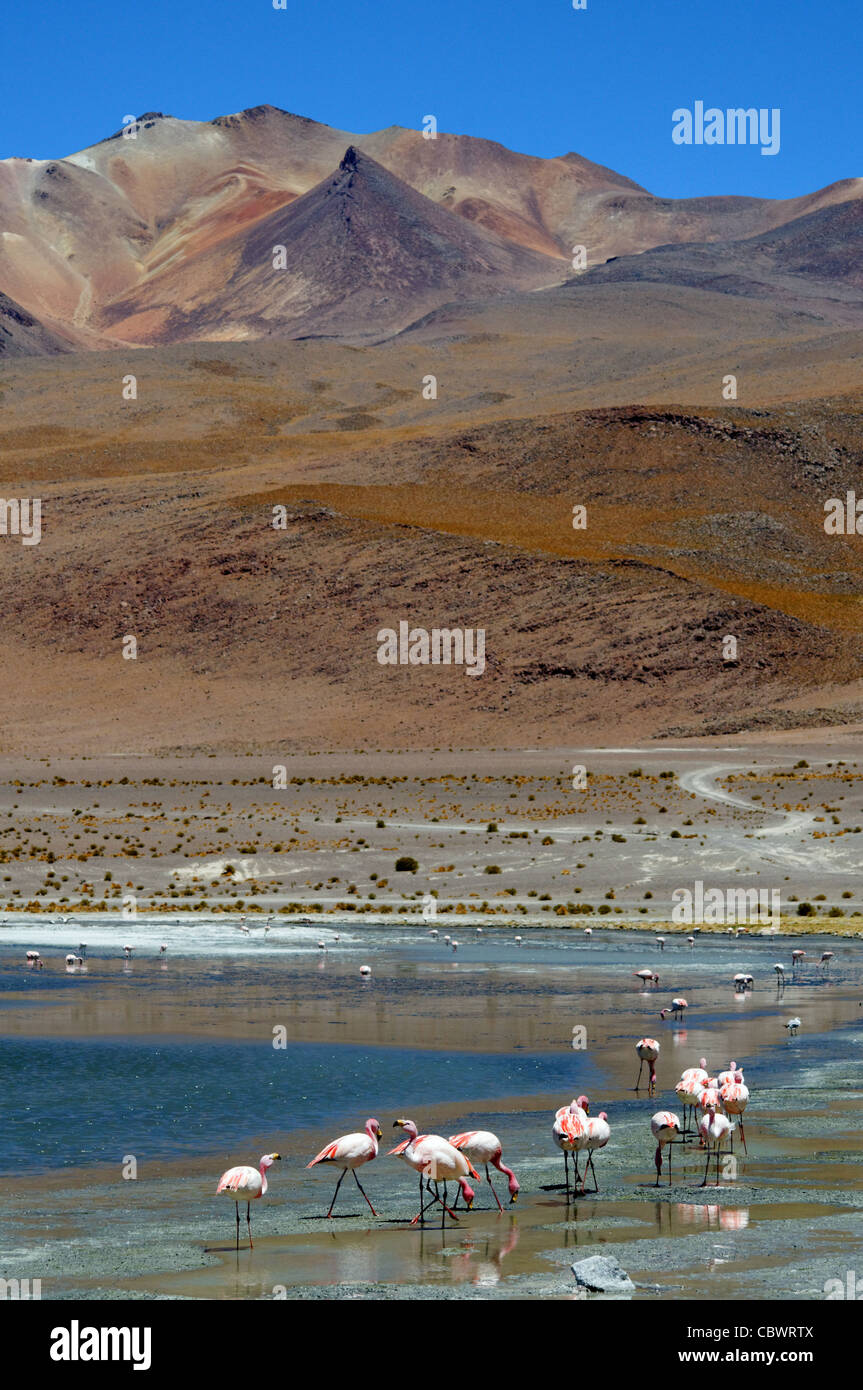 Flamingos in Laguna Hedionda in Boliviens Eduardo Avaroa Anden Fauna reservieren Stockfoto