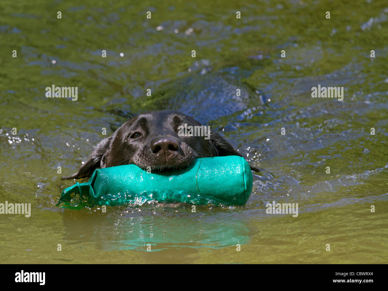 Jagdhund bei Training mit Dummy im Wasser Stockfoto