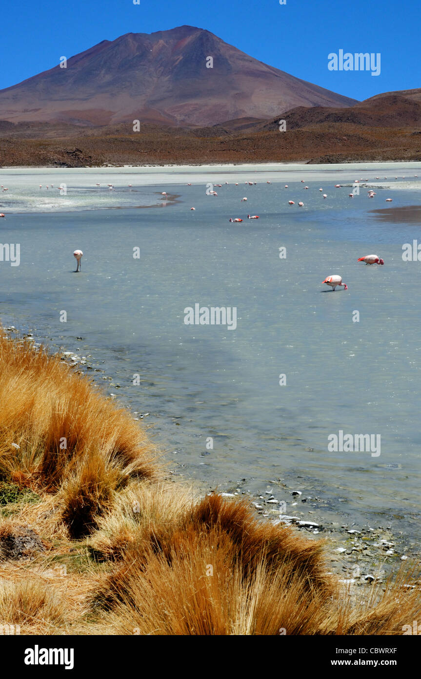 Flamingos in Laguna Hedionda in Boliviens Eduardo Avaroa Anden Fauna reservieren Stockfoto