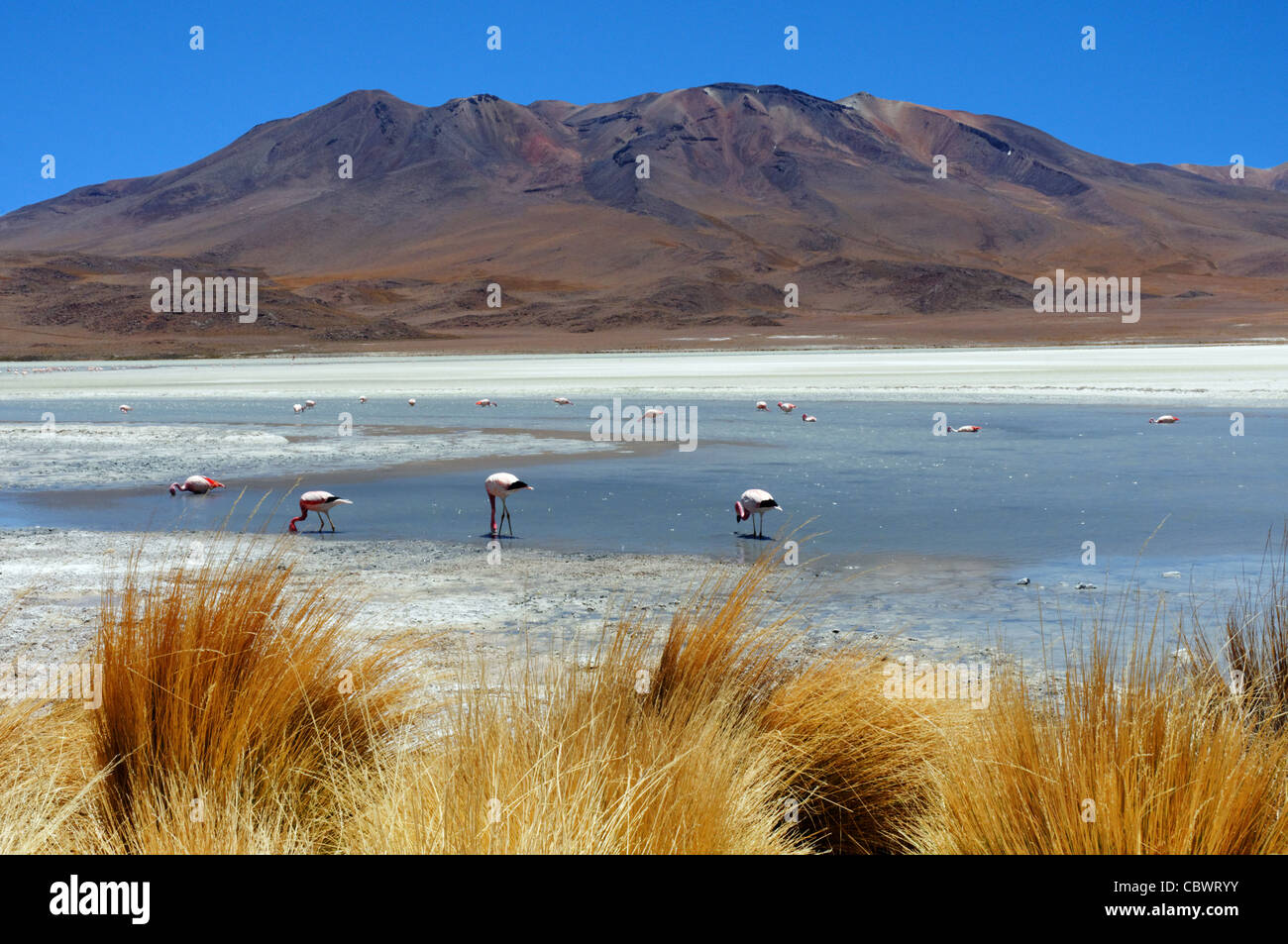 Flamingos in Laguna Hedionda in Boliviens Eduardo Avaroa Anden Fauna reservieren Stockfoto