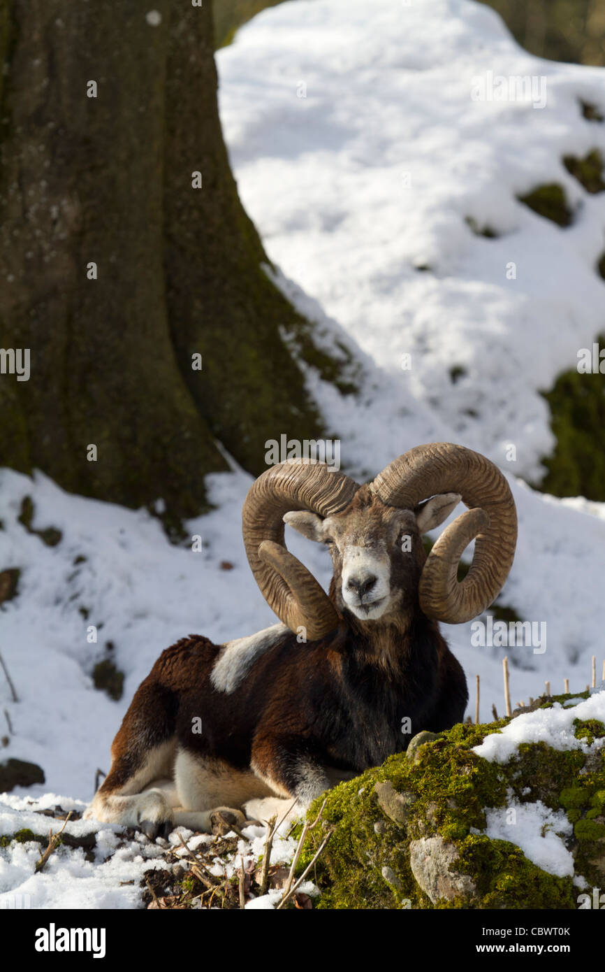 Mufflon (Ovis Orientalis Musimon) Stockfoto