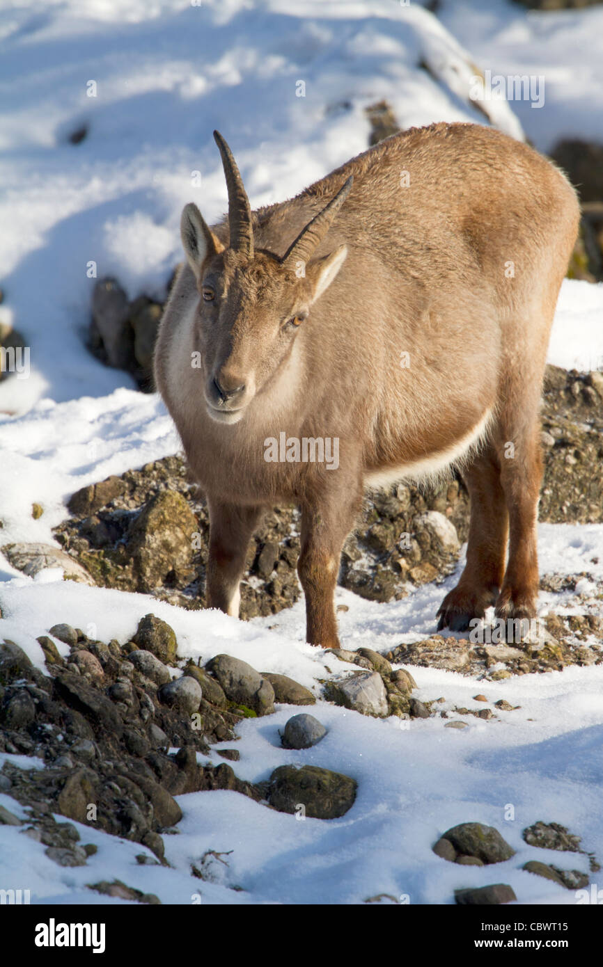 Alpensteinbock (Capra Ibex) Stockfoto