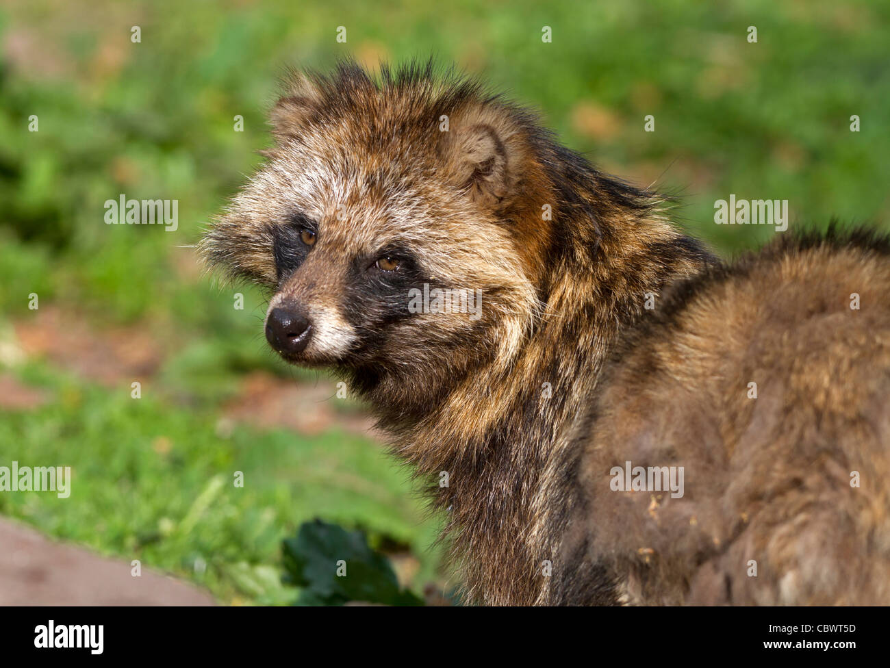Marderhund (Nyctereutes Procyonoides) Stockfoto