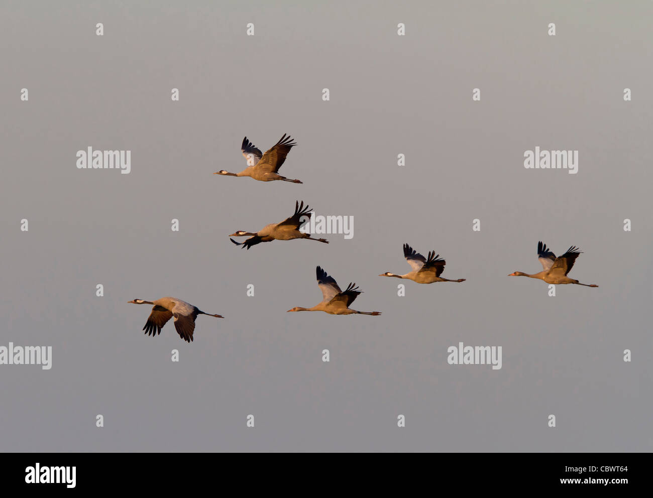 Kraniche (Grus Grus) Stockfoto