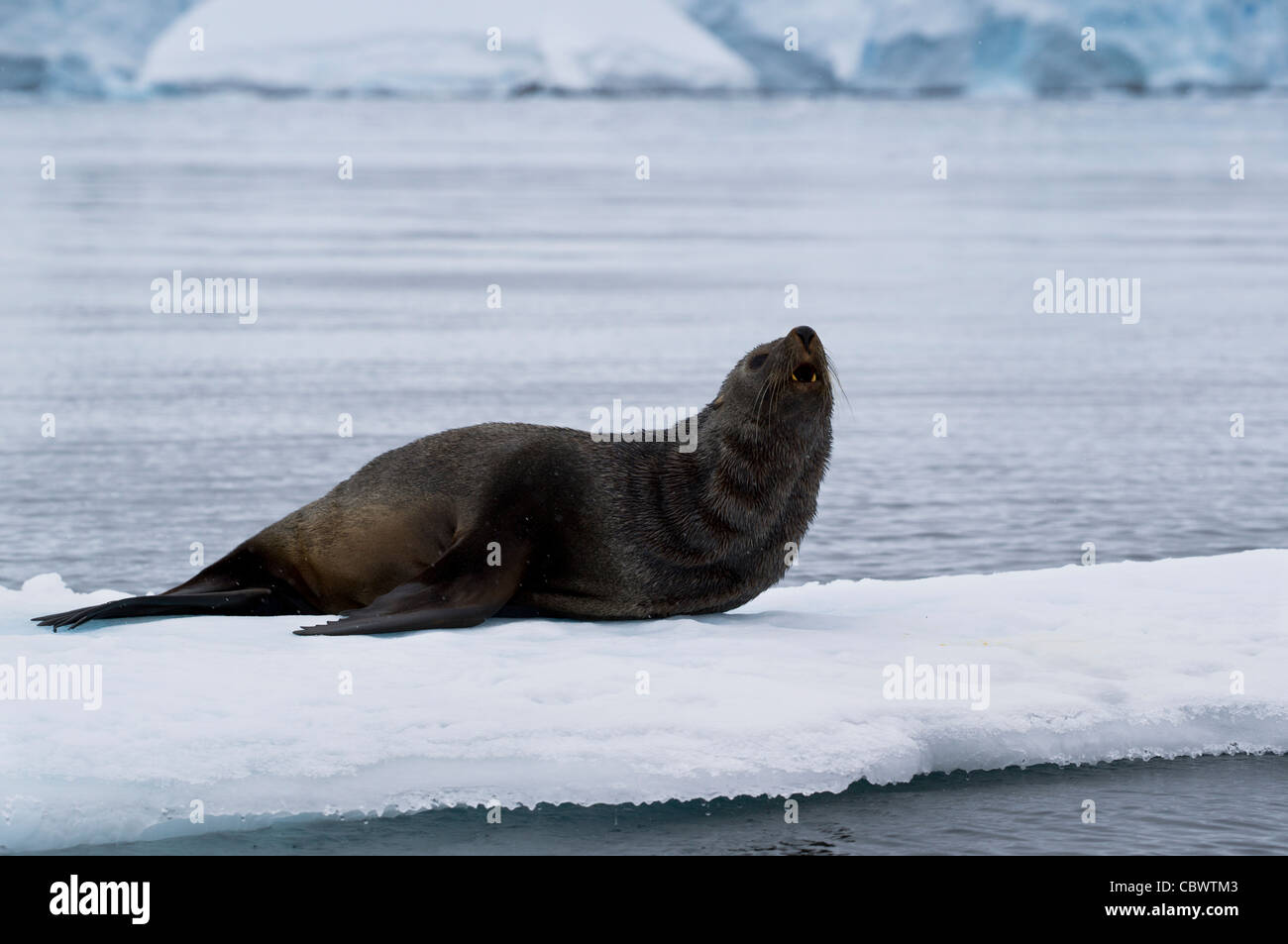 ANTARCTIC FUR SEAL WILHELMINA BAY ANTARCTICA Stockfoto