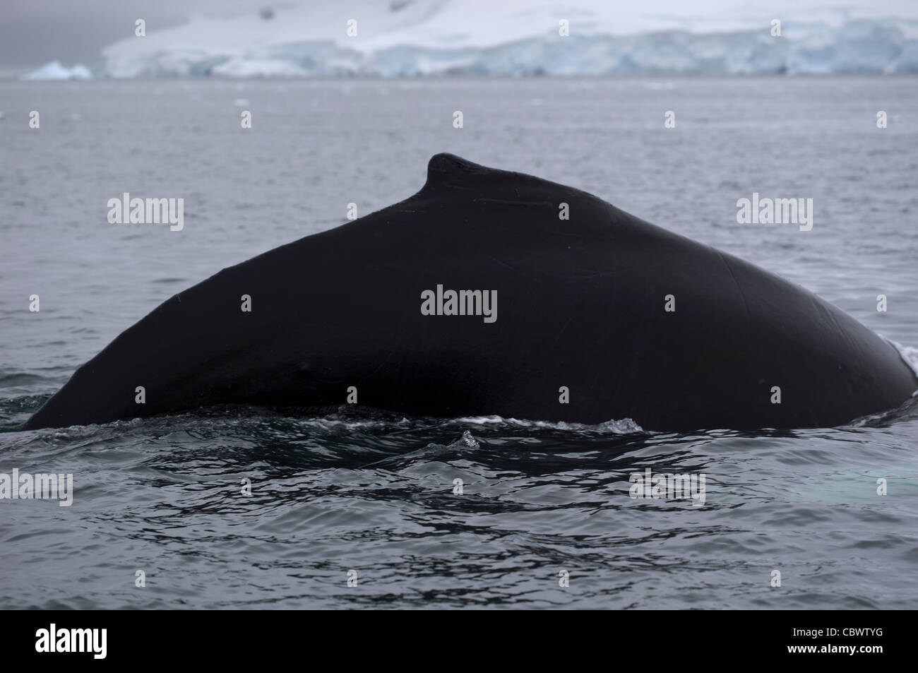 BUCKELWAL RÜCKENFLOSSE, WILHELMINA BAY, ANTARKTIS Stockfoto