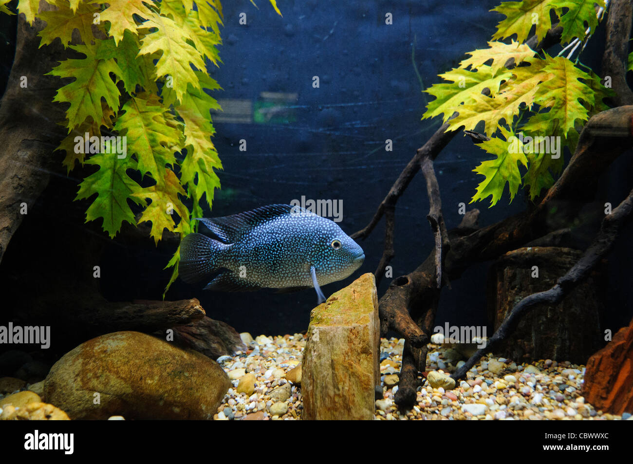 Ein blauer Gefleckter Fisch in einem Tank im National Aquarium in Washington DC. Das National Aquarium befindet sich im Untergeschoss der Gebäude des Handelsministeriums, wo es seit 1932 untergebracht hat. Als seine angeschlossenen Anlage in Baltimore, Washington National Aquarium aus einer Reihe von Panzern besteht illustriert viel kleiner und weniger bekannt verschiedene Arten der Meeresumwelt, mit besonderem Augenmerk auf die vielen Meeresschutzgebiete in US marine-Territorium... Bitte beachten Sie, dass in voller Größe Kratzer auf dem Tank Glas sichtbar sind. NB: Das Aquarium im 2013 geschlossen. Stockfoto