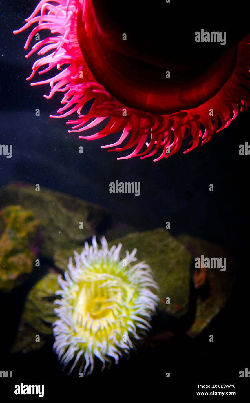 Sea Anemones National Aquarium Washington DC // WASHINGTON DC – bunte Meeresanemonen im historischen National Aquarium, das von 1932 bis 2013 im Untergeschoss des Department of Commerce Building betrieben wurde. Die Bundesanstalt nutzte solche Exponate, um Besucher über wirbellose Meerestiere in US-Gewässern und Schutzgebieten zu informieren. Diese Ausstellung repräsentierte eine von mehreren Meeresumgebungen, die vor der Schließung des Aquariums gezeigt wurden. Stockfoto