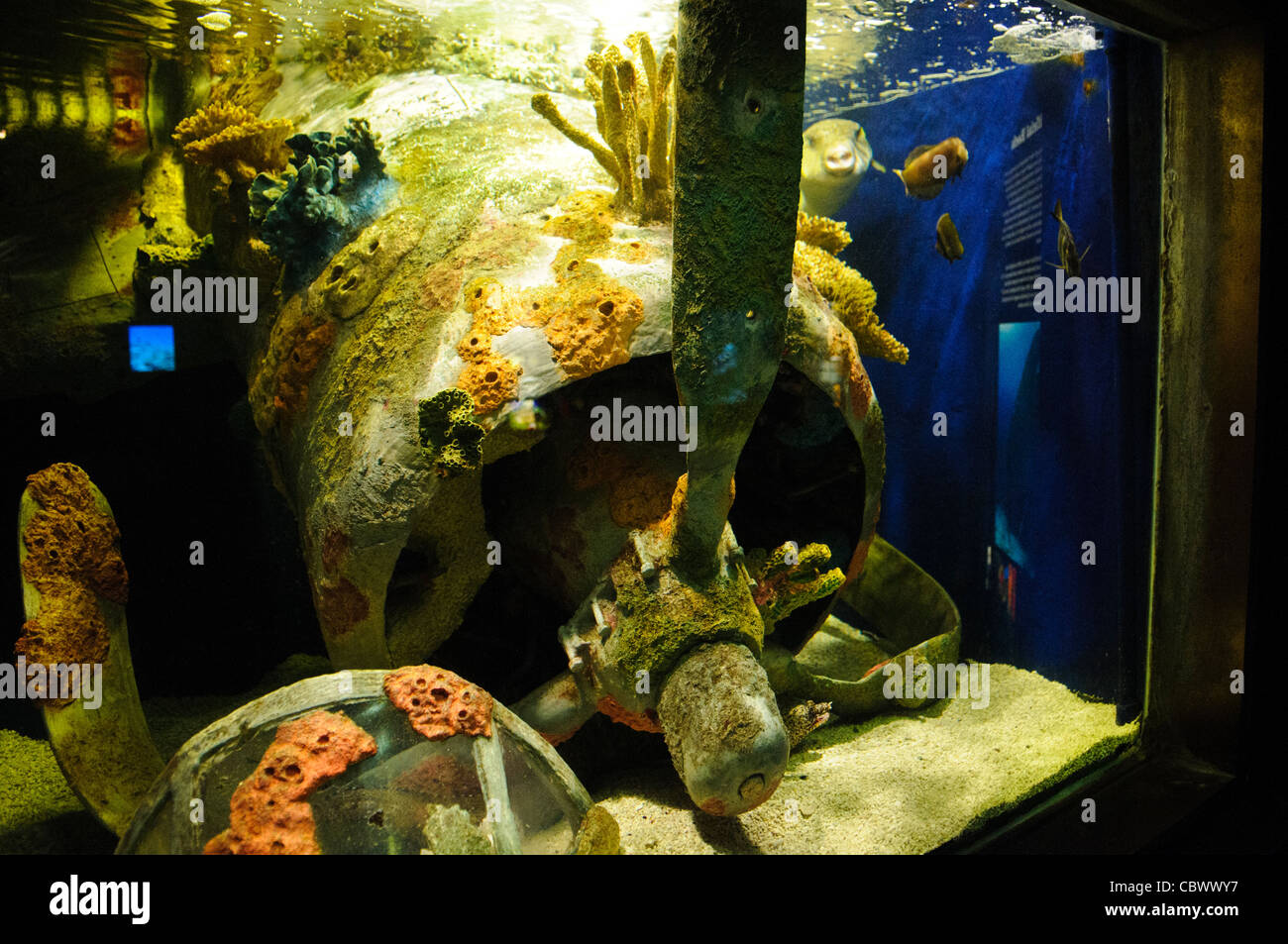 National Aquarium WWII Wreckage Exhibit Washington DC // WASHINGTON DC – eine lehrreiche Ausstellung im historischen National Aquarium zeigt Riffformationen rund um die Wracks von Flugzeugen aus dem Zweiten Weltkrieg, einschließlich eines Motors und Propellers. Diese Ausstellung in der Bundeseinrichtung, die von 1932 bis 2013 im Untergeschoss des Department of Commerce Building betrieben wurde, zeigte, wie sich Marine Ökosysteme um künstliche Strukturen entwickeln. Fische, die in der Nähe des nachgebildeten Wracks schwimmen, veranschaulichten die Umwandlung militärischer Artefakte in Meereshabitate. Stockfoto National Aquarium WWII Wreckage Exhibit Washington DC // WASHINGTON DC – eine lehrreiche Ausstellung im historischen National Aquarium zeigt Riffformationen rund um die Wracks von Flugzeugen aus dem Zweiten Weltkrieg, einschließlich eines Motors und Propellers. Diese Ausstellung in der Bundeseinrichtung, die von 1932 bis 2013 im Untergeschoss des Department of Commerce Building betrieben wurde, zeigte, wie sich Marine Ökosysteme um künstliche Strukturen entwickeln. Fische, die in der Nähe des nachgebildeten Wracks schwimmen, veranschaulichten die Umwandlung militärischer Artefakte in Meereshabitate. Stockfoto