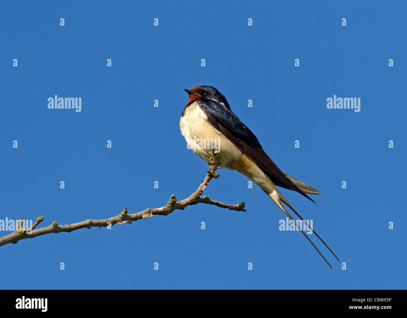 Rauchschwalbe (Hirundo Rustica) Stockfoto